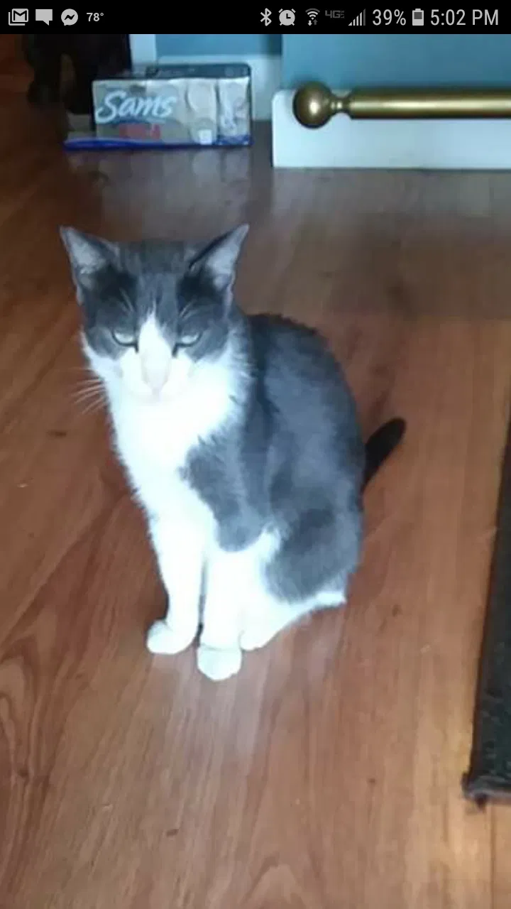 Lost cat in Kenner, LA, 70065