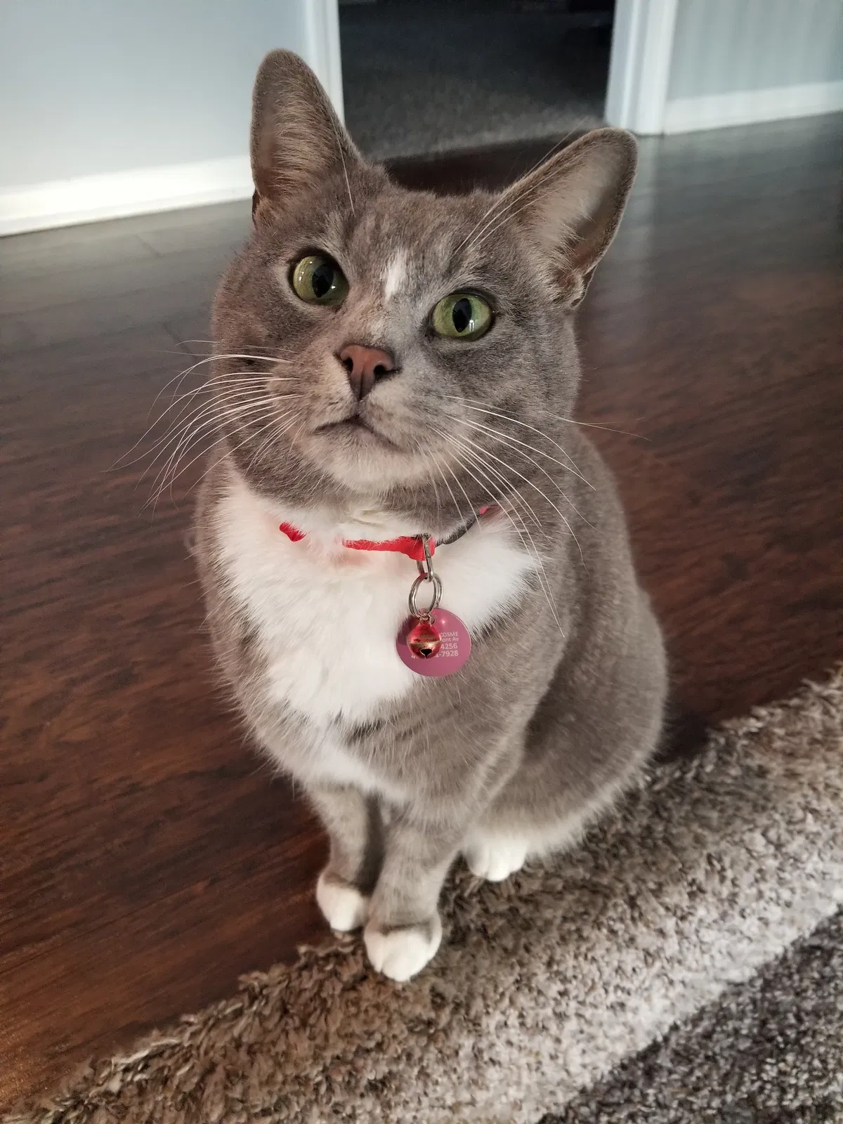 Lost cat in Kansas City, MO, 64156