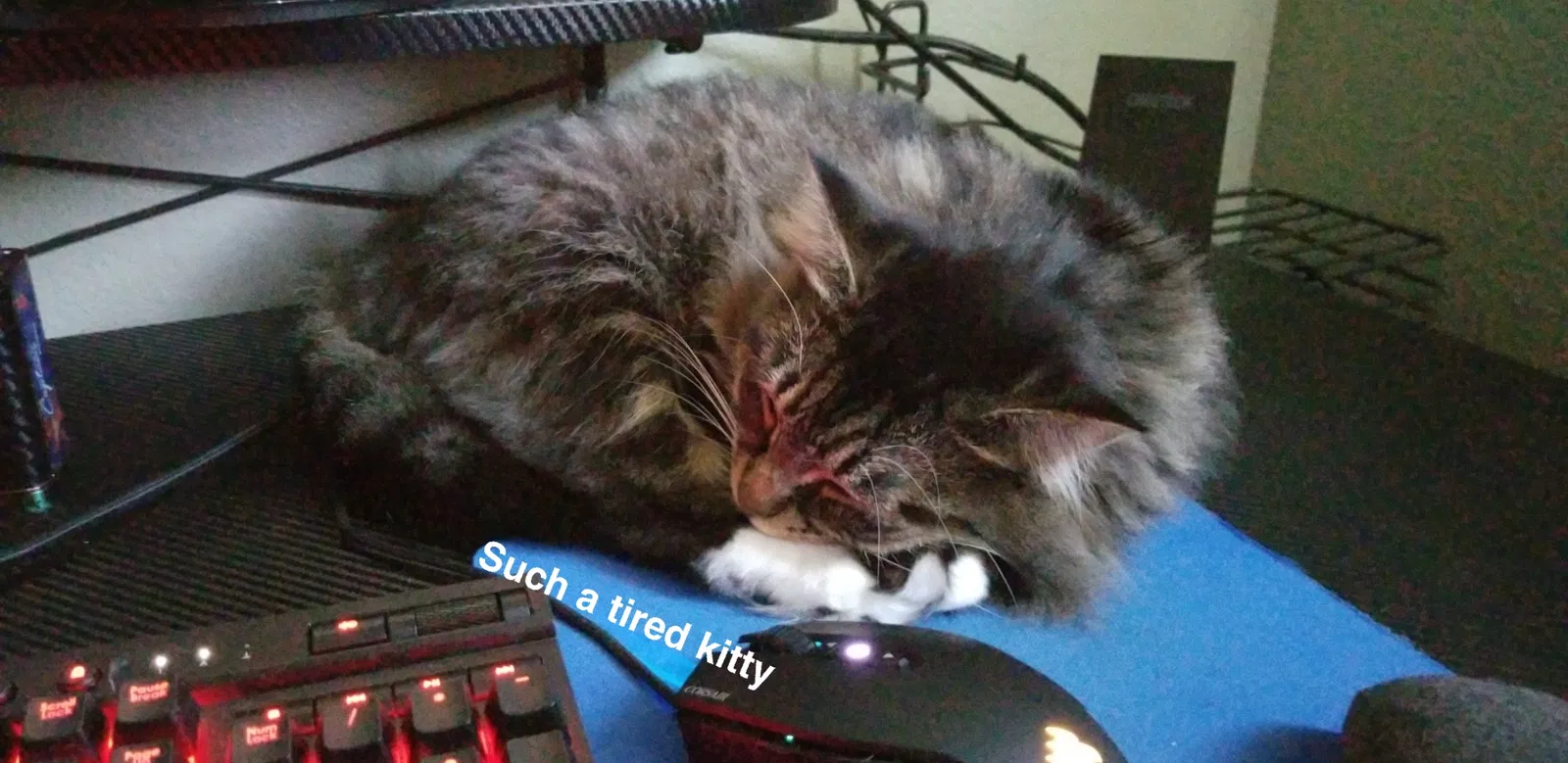 Lost cat in Tacoma, WA, 98444