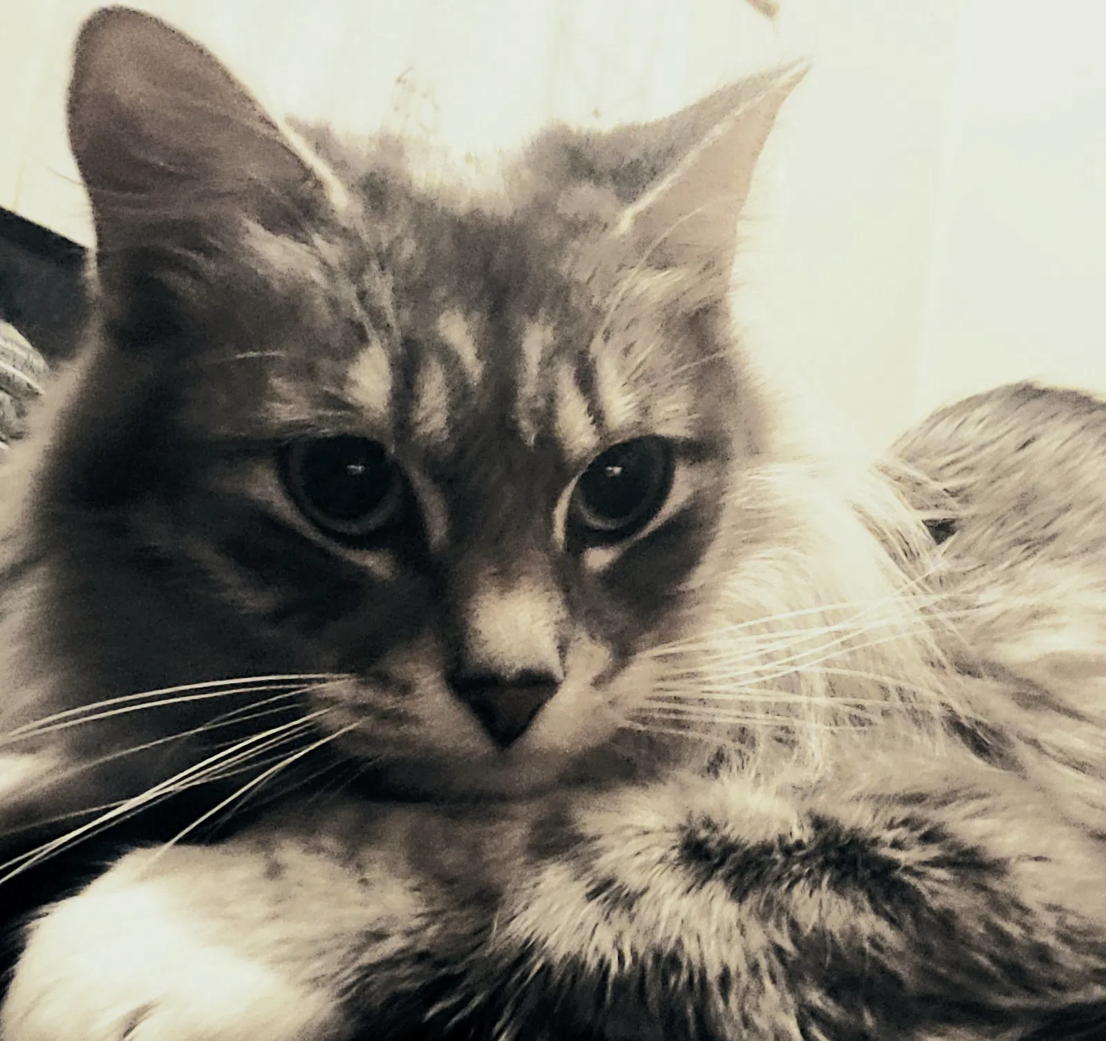 Lost cat in Salt Lake City, UT, 84119
