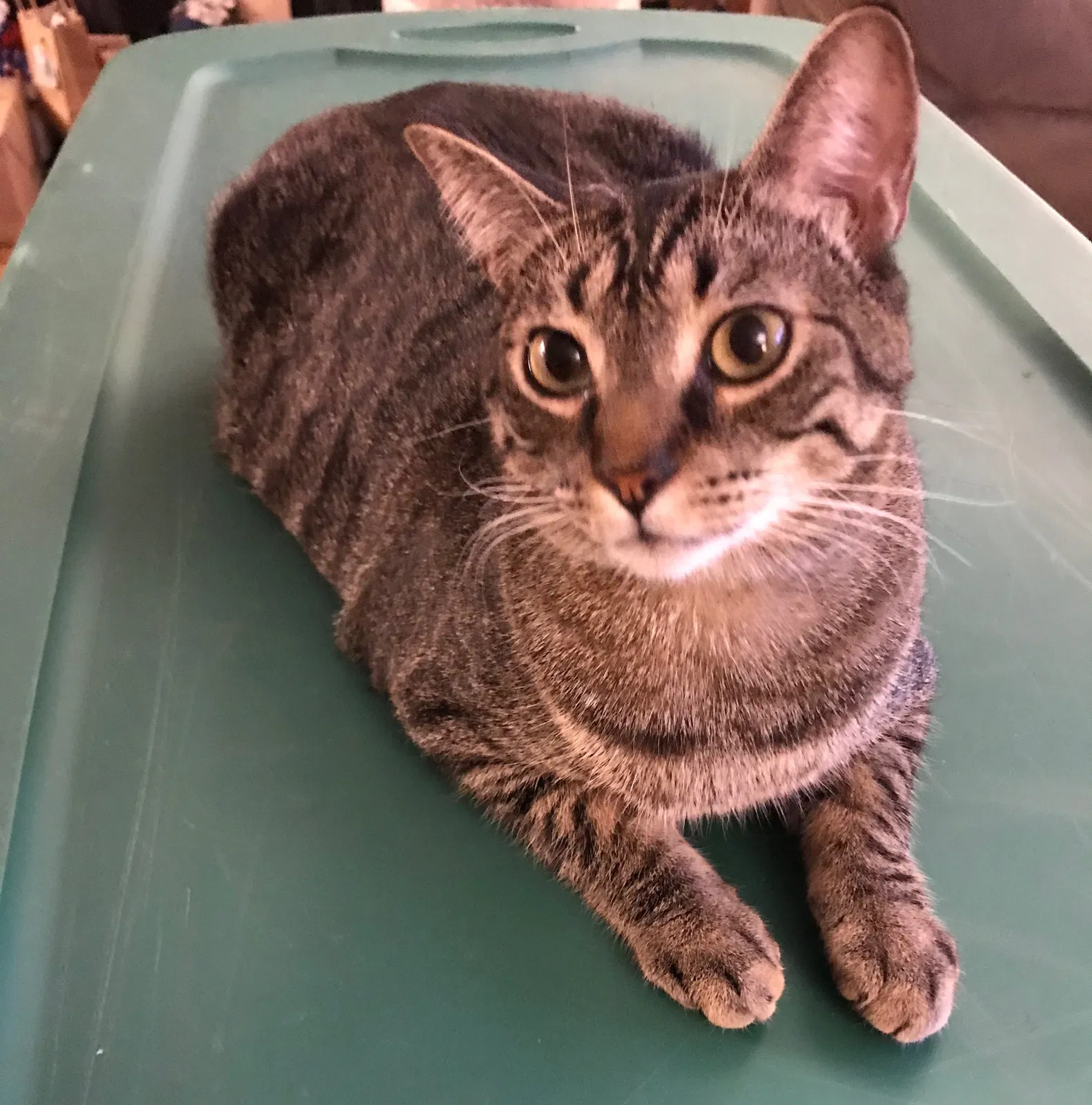 Lost cat in Issaquah, WA, 98027