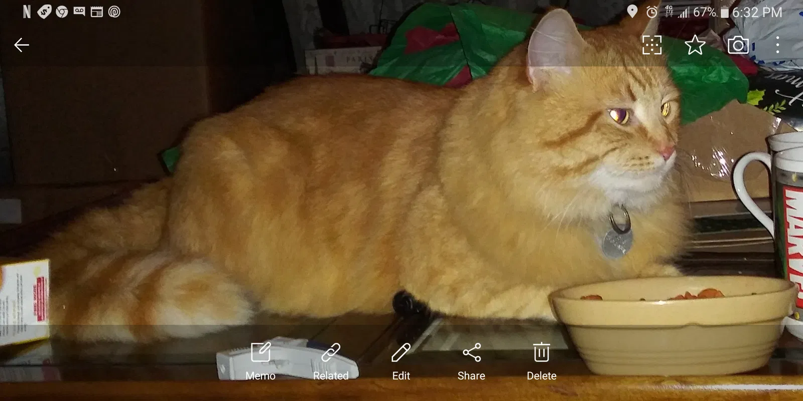 Lost cat in Kirkland, WA, 98033