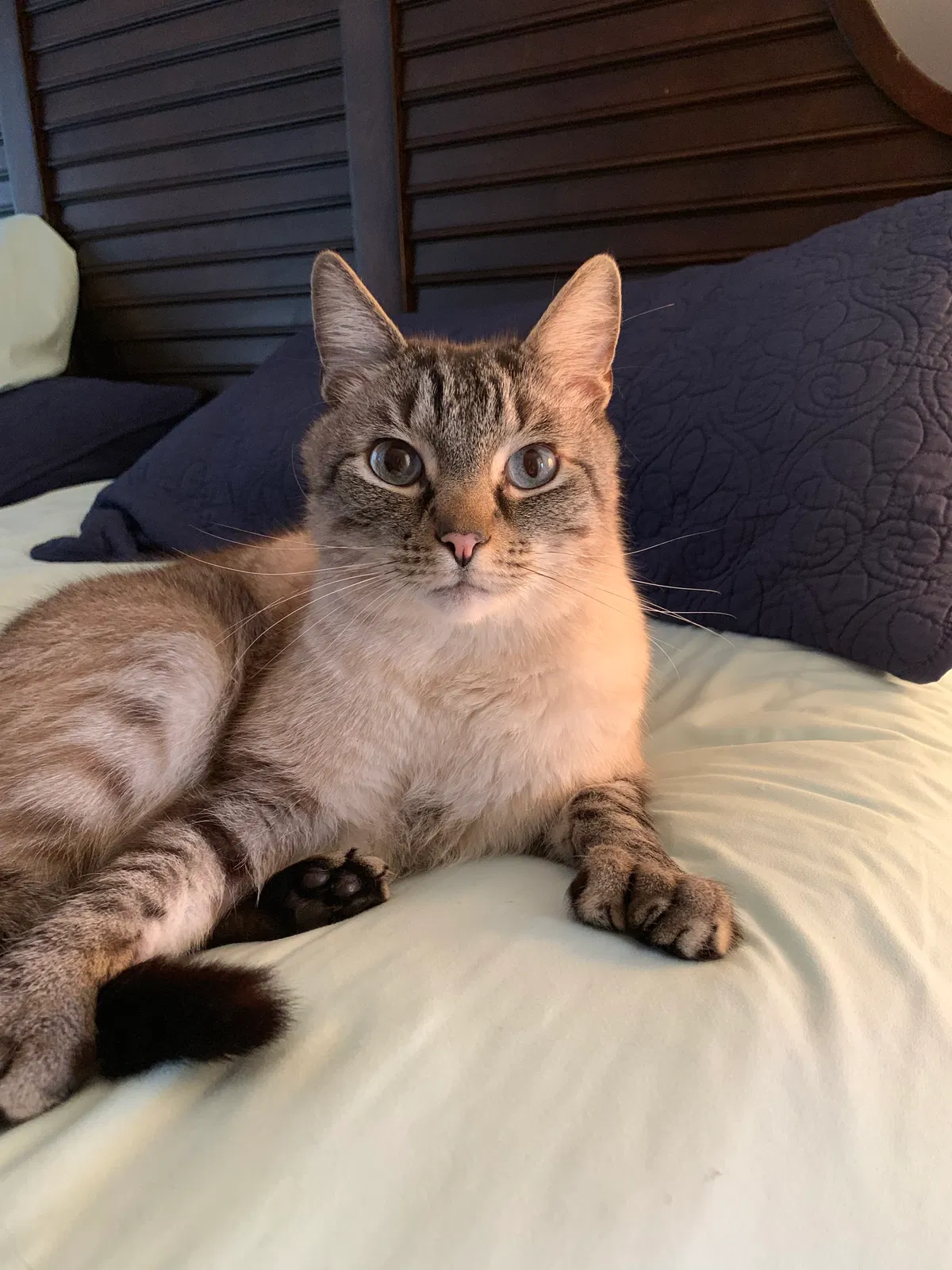 Lost cat in Fort Rucker, AL, 36362