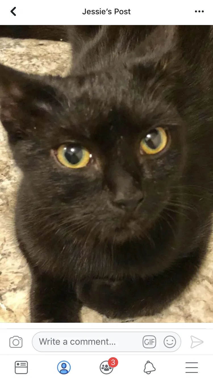 Lost cat in Brooklyn, NY, 11238