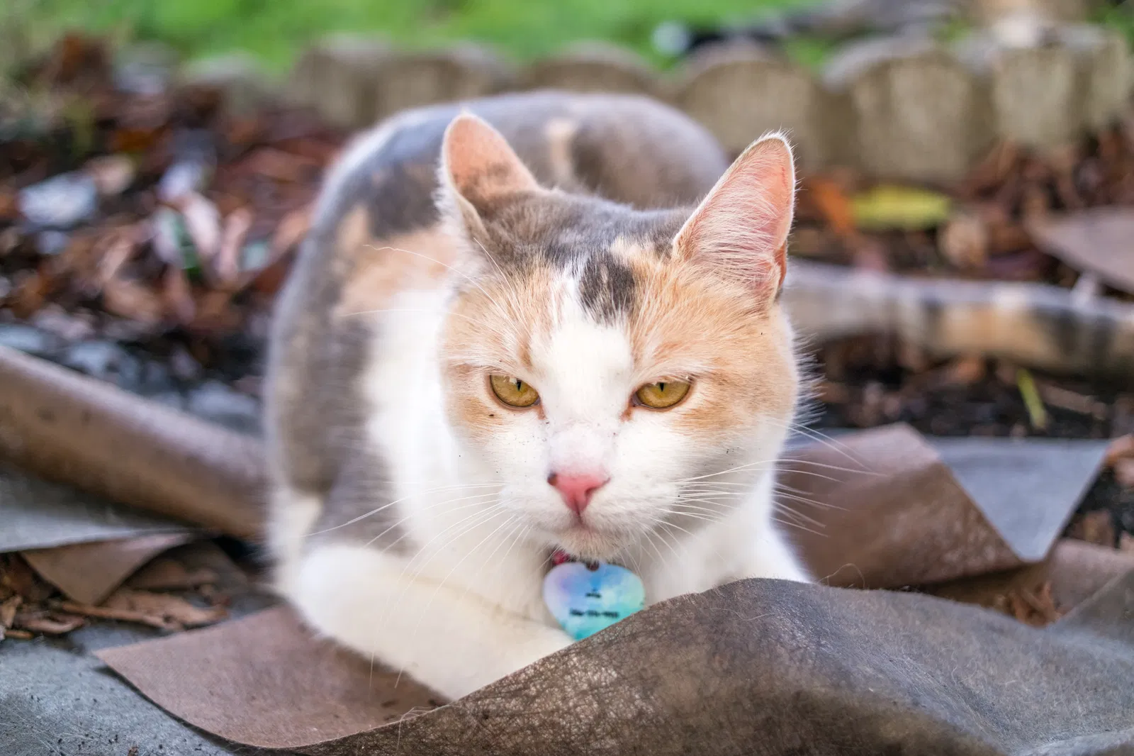 Lost cat in Lynnwood, WA, 98036