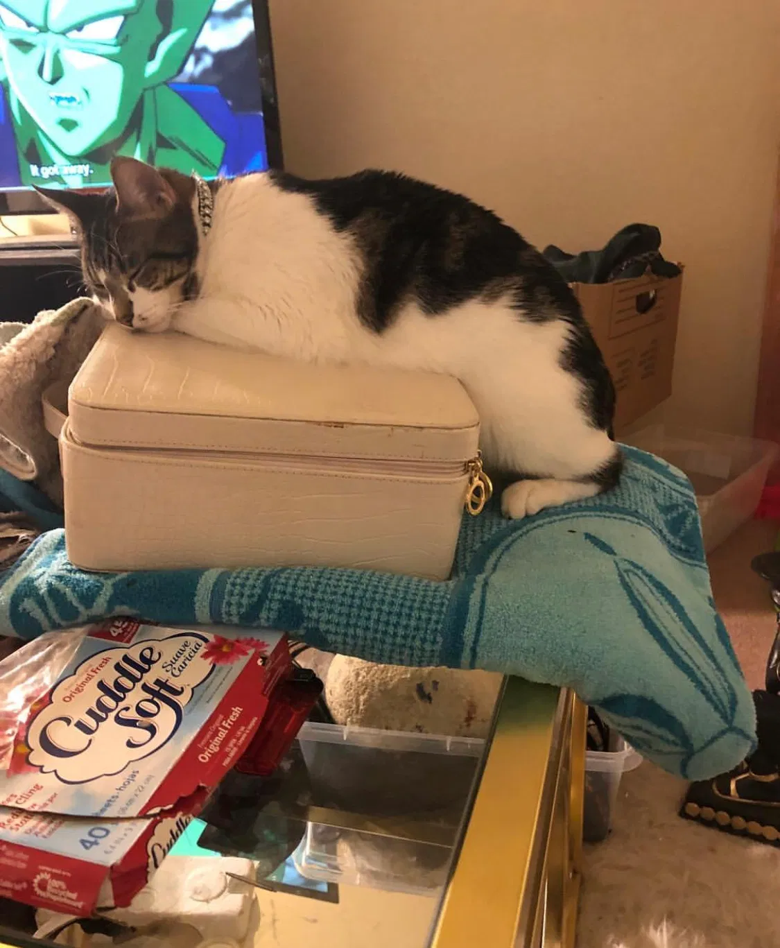 Lost cat in Clovis, CA, 93612