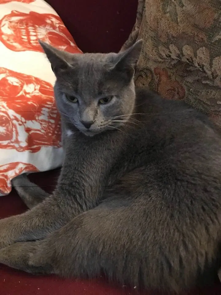 Lost cat in Chardon, OH, 44024