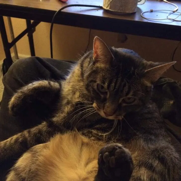 Lost cat in Berthoud, CO, 80513