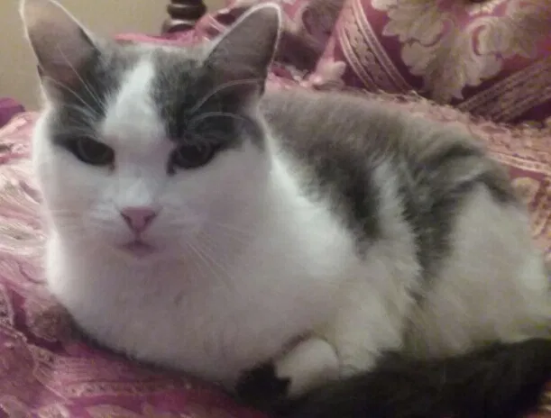 Lost cat in Henrico, VA, 23228