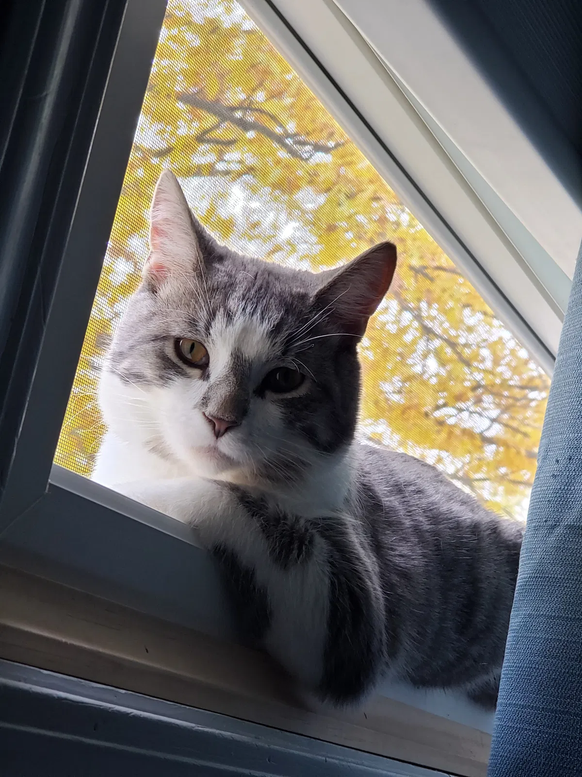 Lost cat in Fort Wayne, IN, 46815