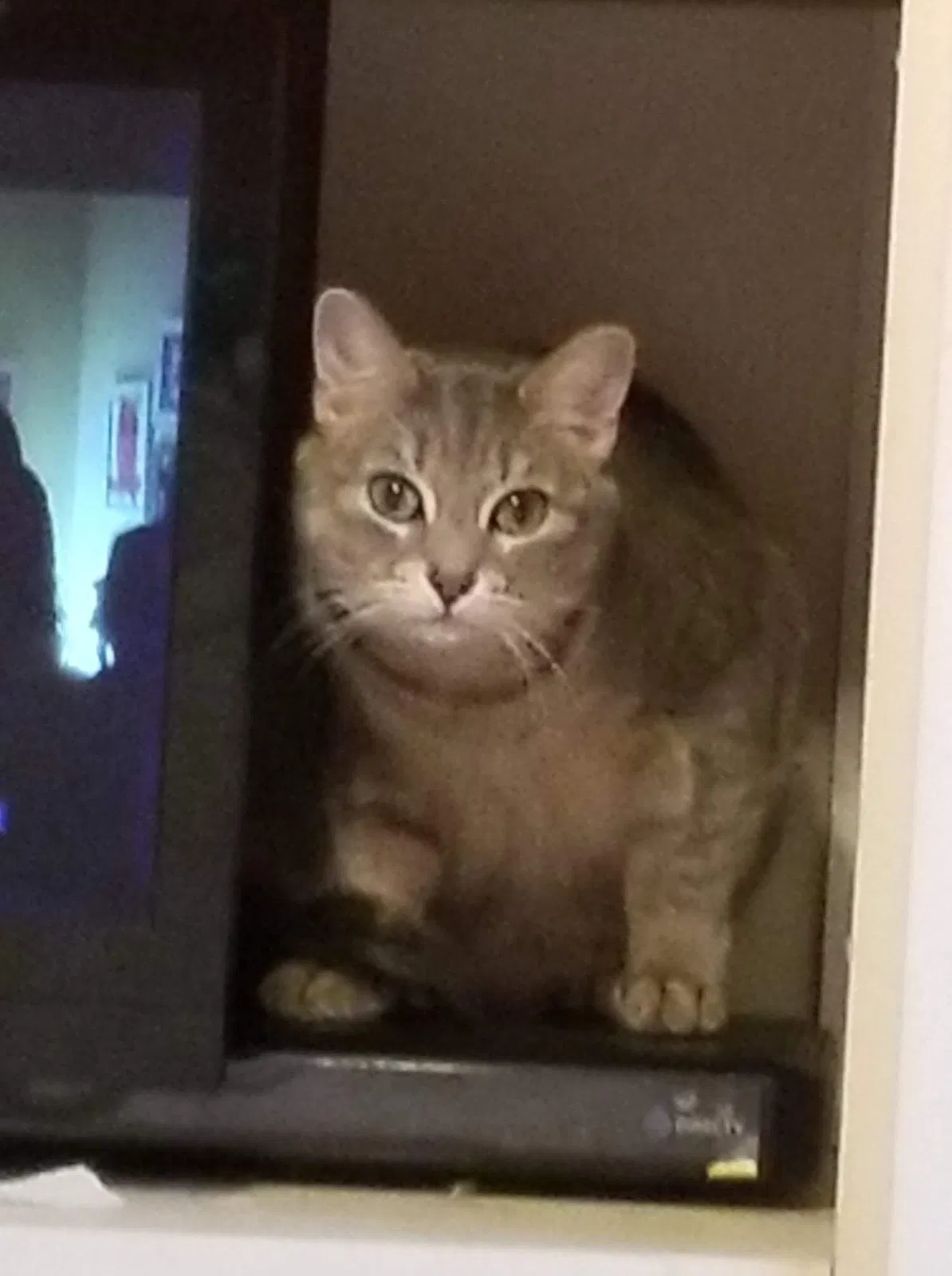 Lost cat in Washington, PA, 15301