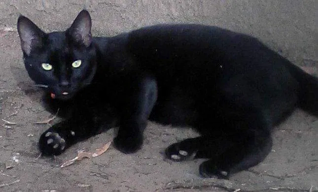 Lost cat in Paris, TN, 38242