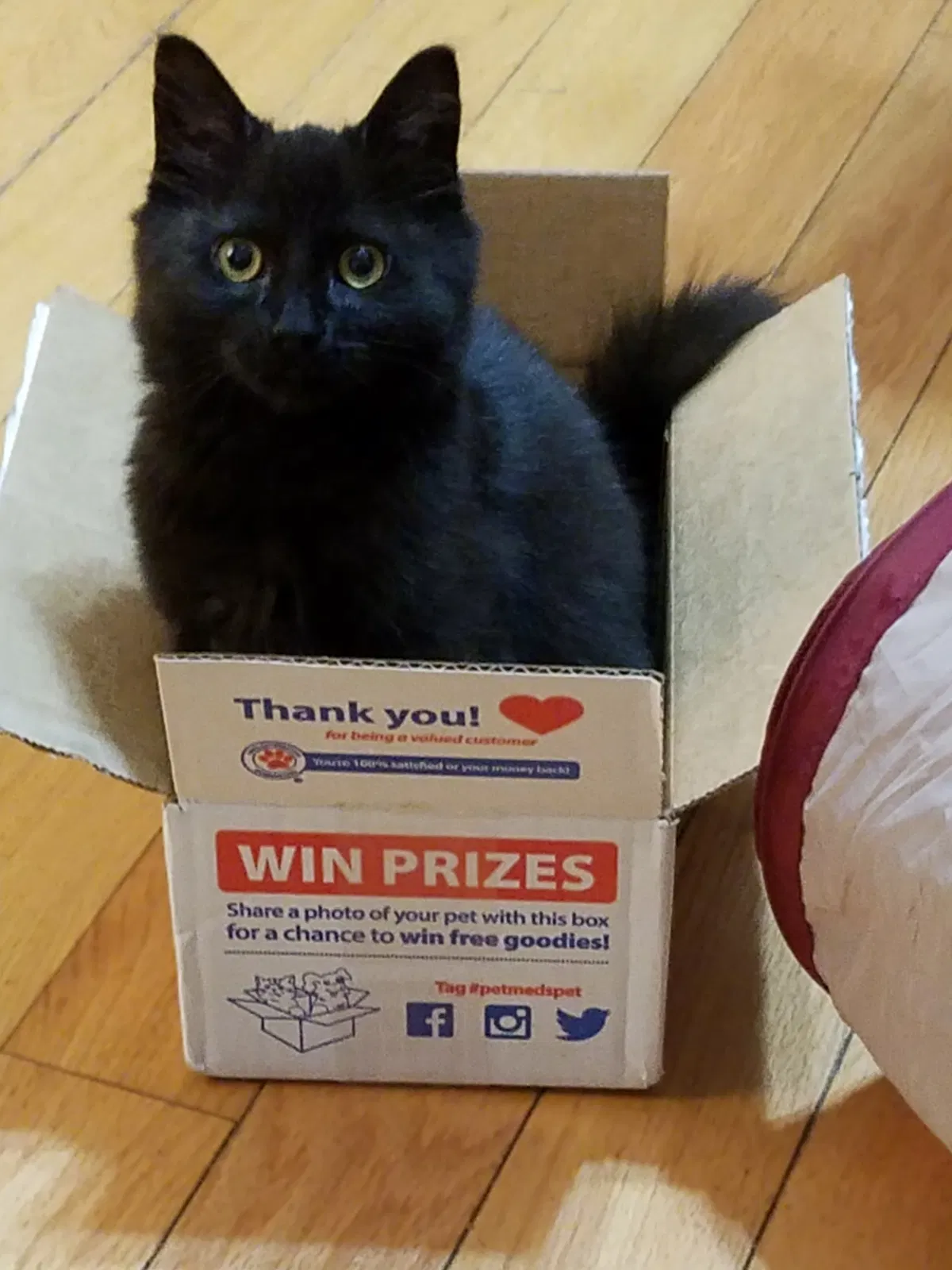 Lost cat in San Bruno, CA, 94066