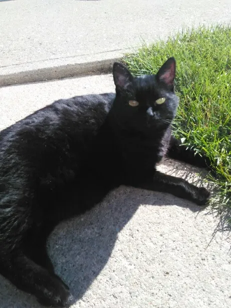 Lost cat in Fort Wayne, IN, 46835