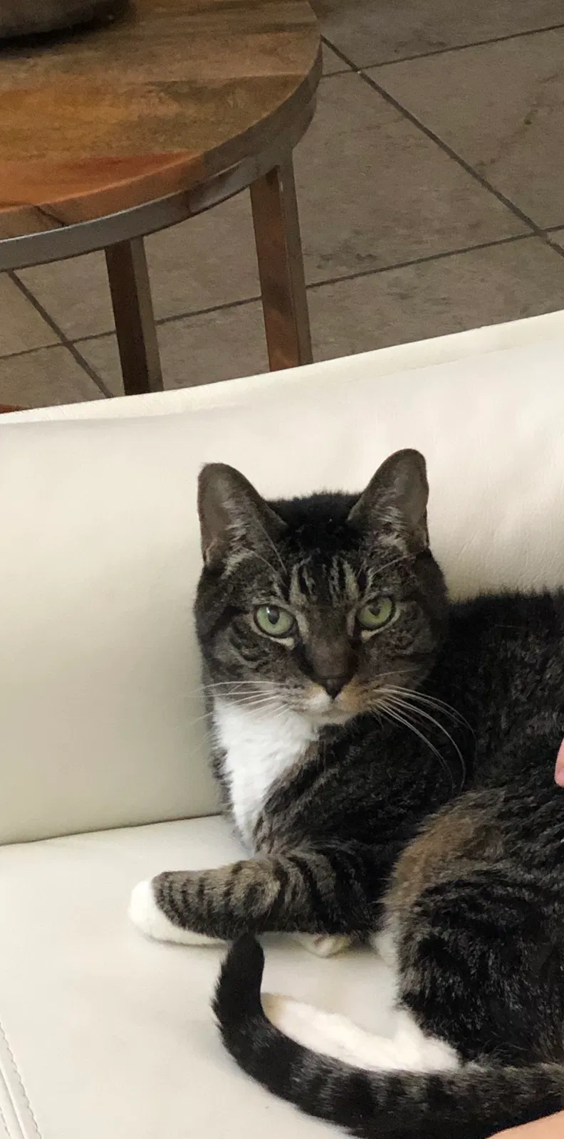 Lost cat in Tampa, FL, 33647