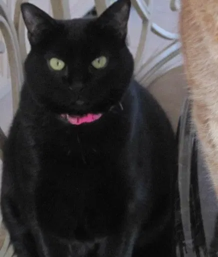 Lost cat in East Setauket, NY, 11733