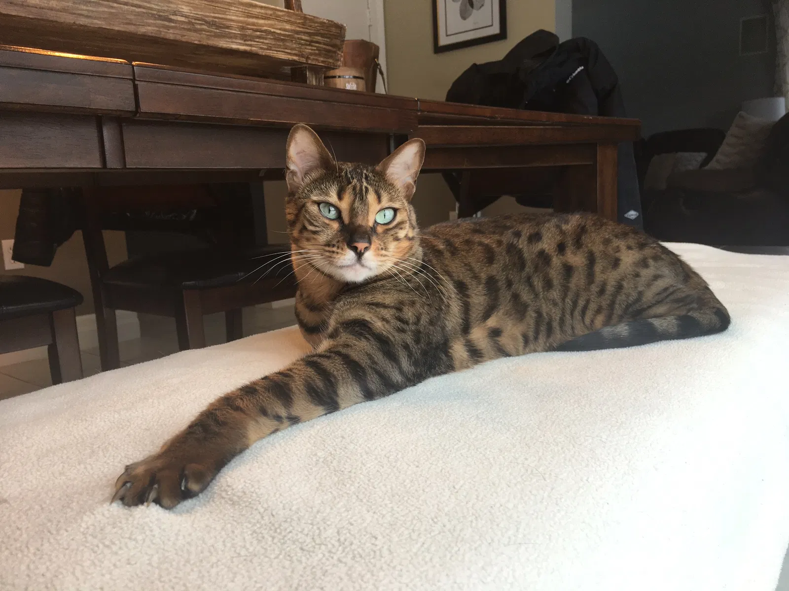 Lost cat in Stony Brook, NY, 11790