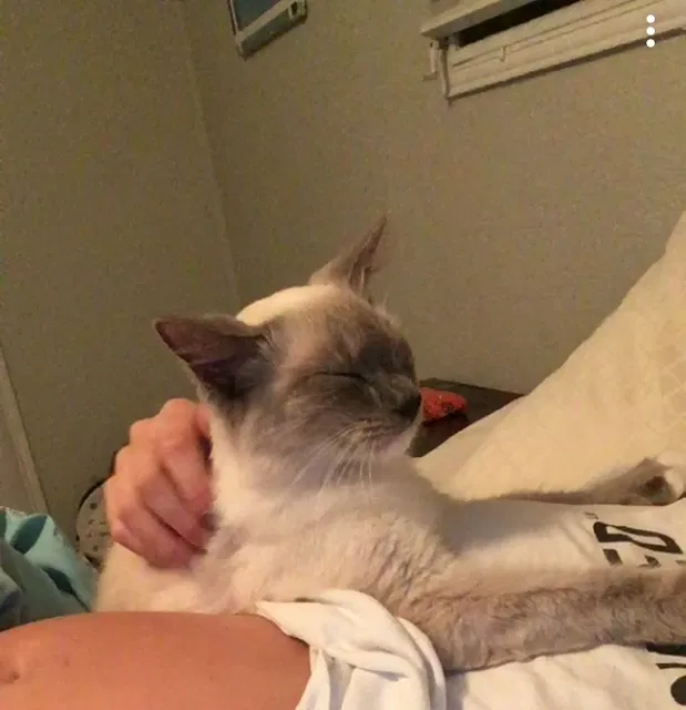 Lost cat in Fort Pierce, FL, 34982