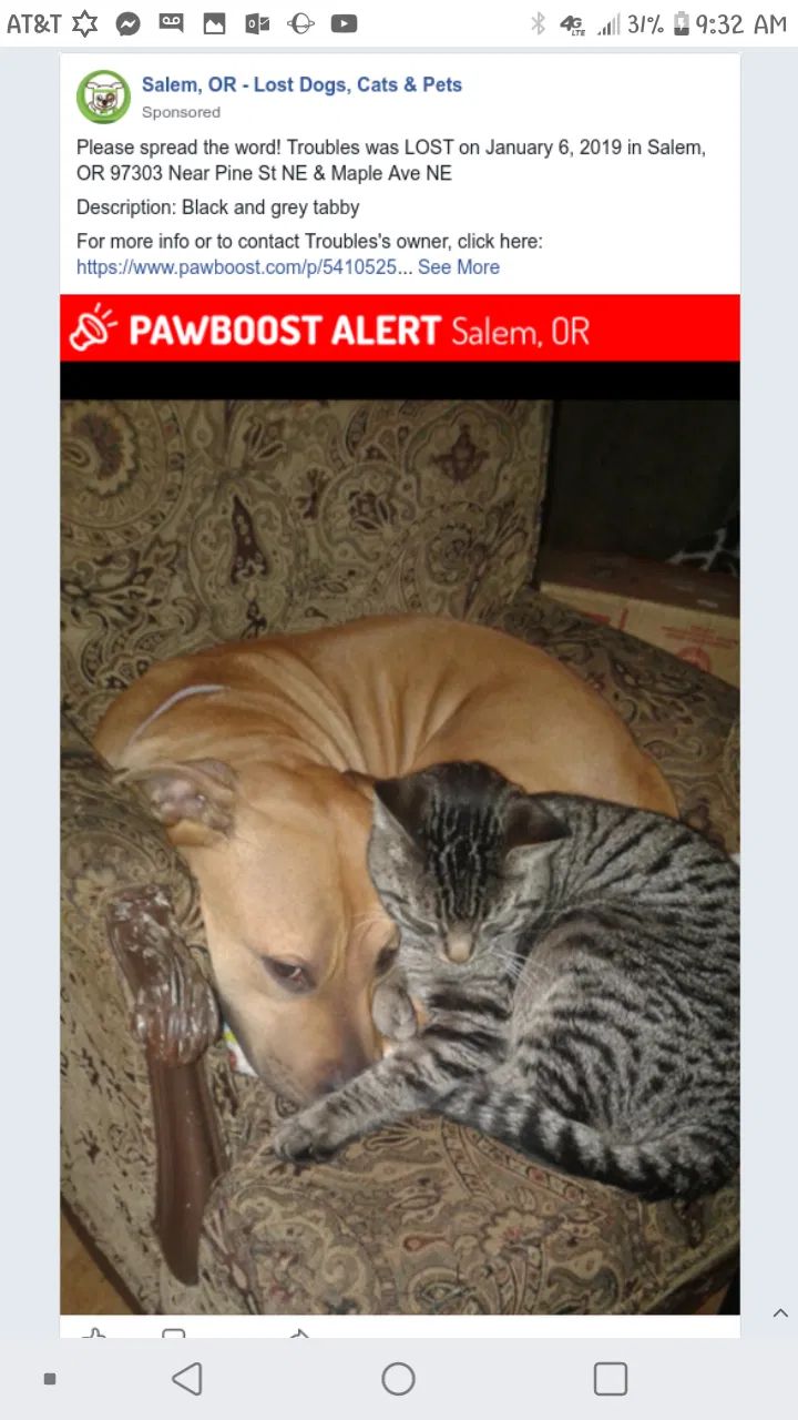 Lost cat in Salem, OR, 97302