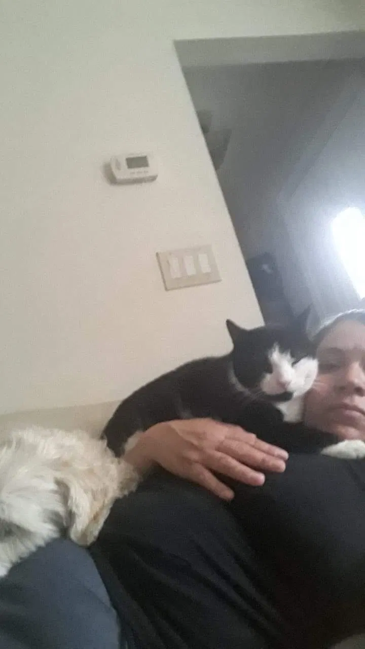 Lost cat in Great Neck, NY, 11020