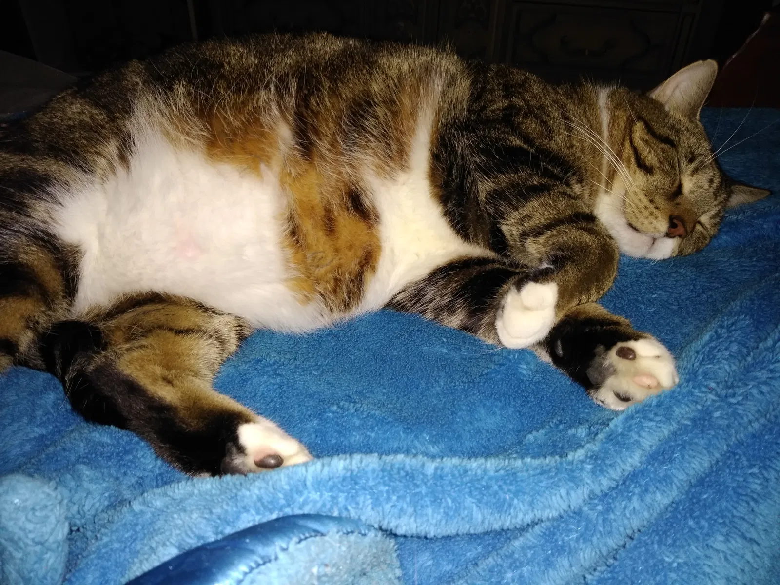 Lost cat in Port Charlotte, FL, 33981