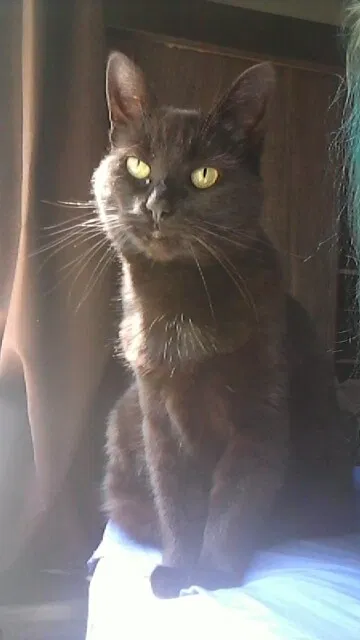 Lost cat in Temperance, MI, 48182
