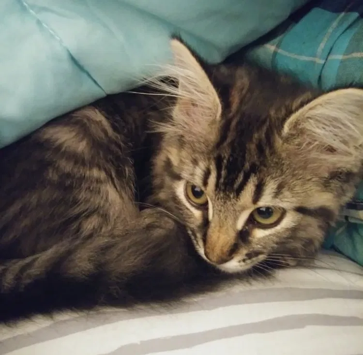Lost cat in Lewisville, TX, 75067