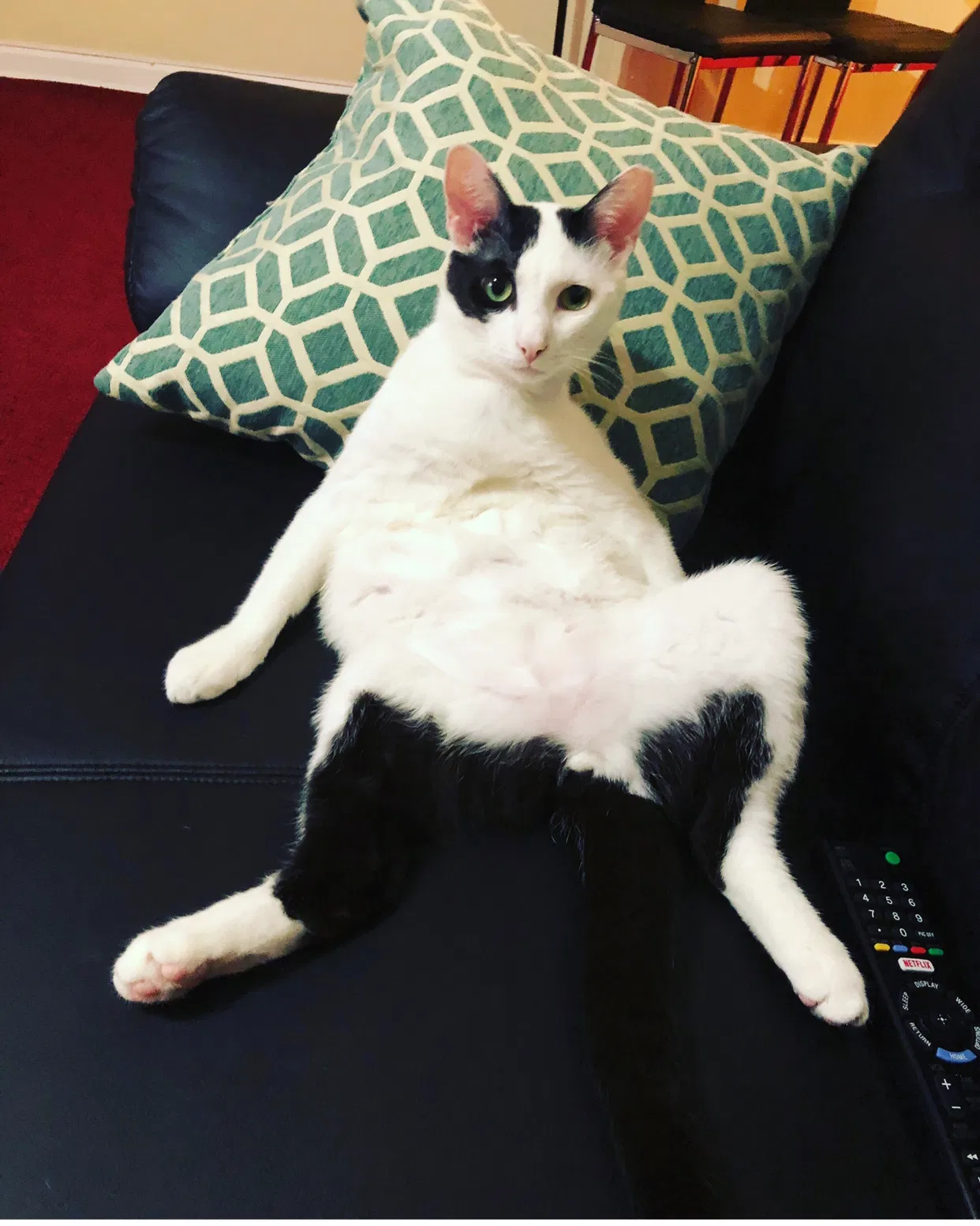 Lost cat in Jamaica, NY, 11435