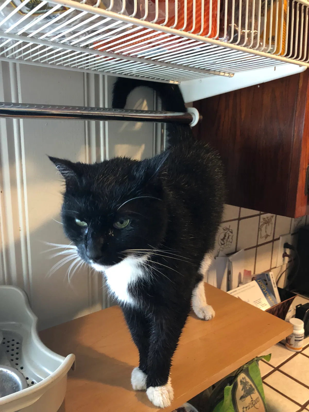 Lost cat in Oakland, CA, 94605