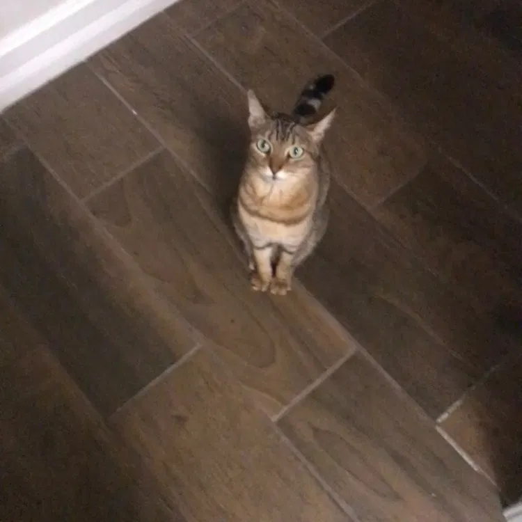 Lost cat in Naples, FL, 34110