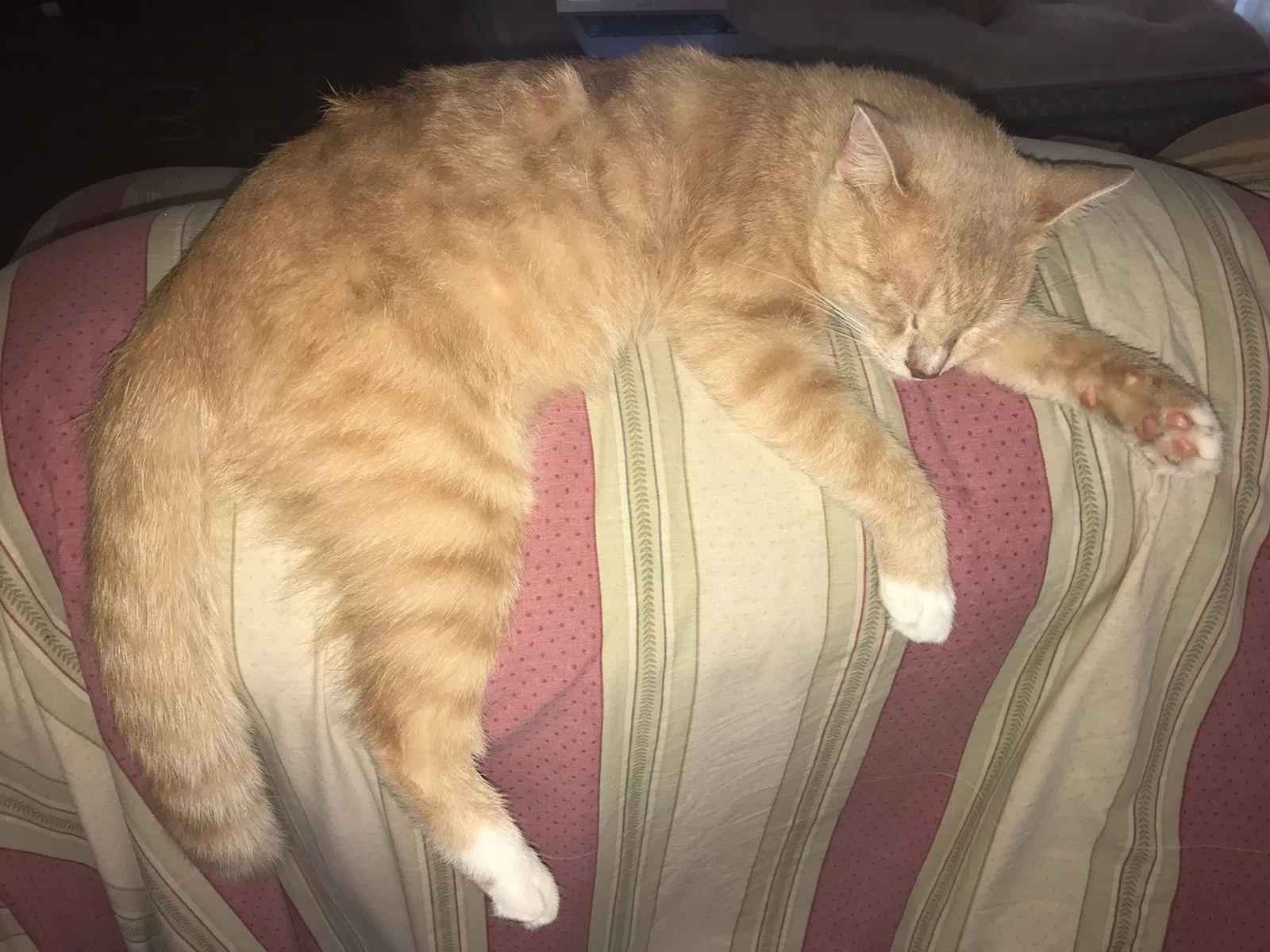 Lost cat in Pearland, TX, 77584