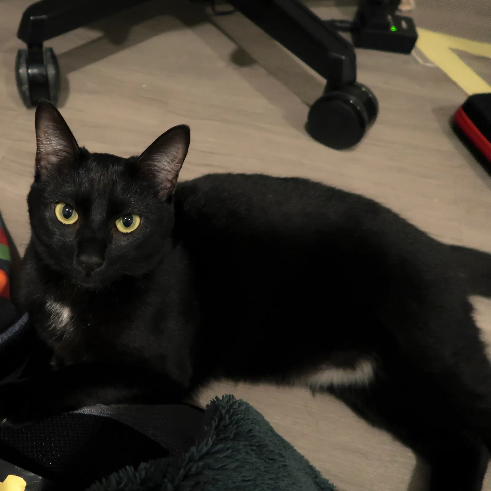 Lost cat in Daly City, CA, 94014