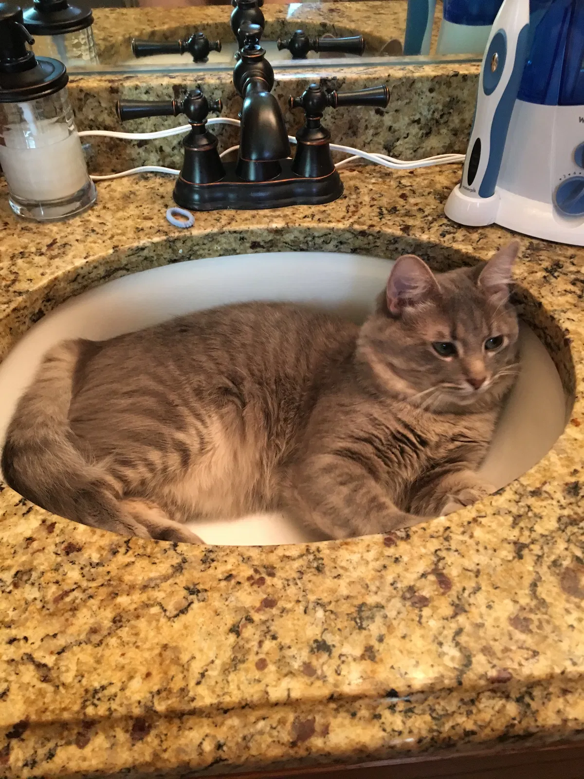 Lost cat in Plano, TX, 75094