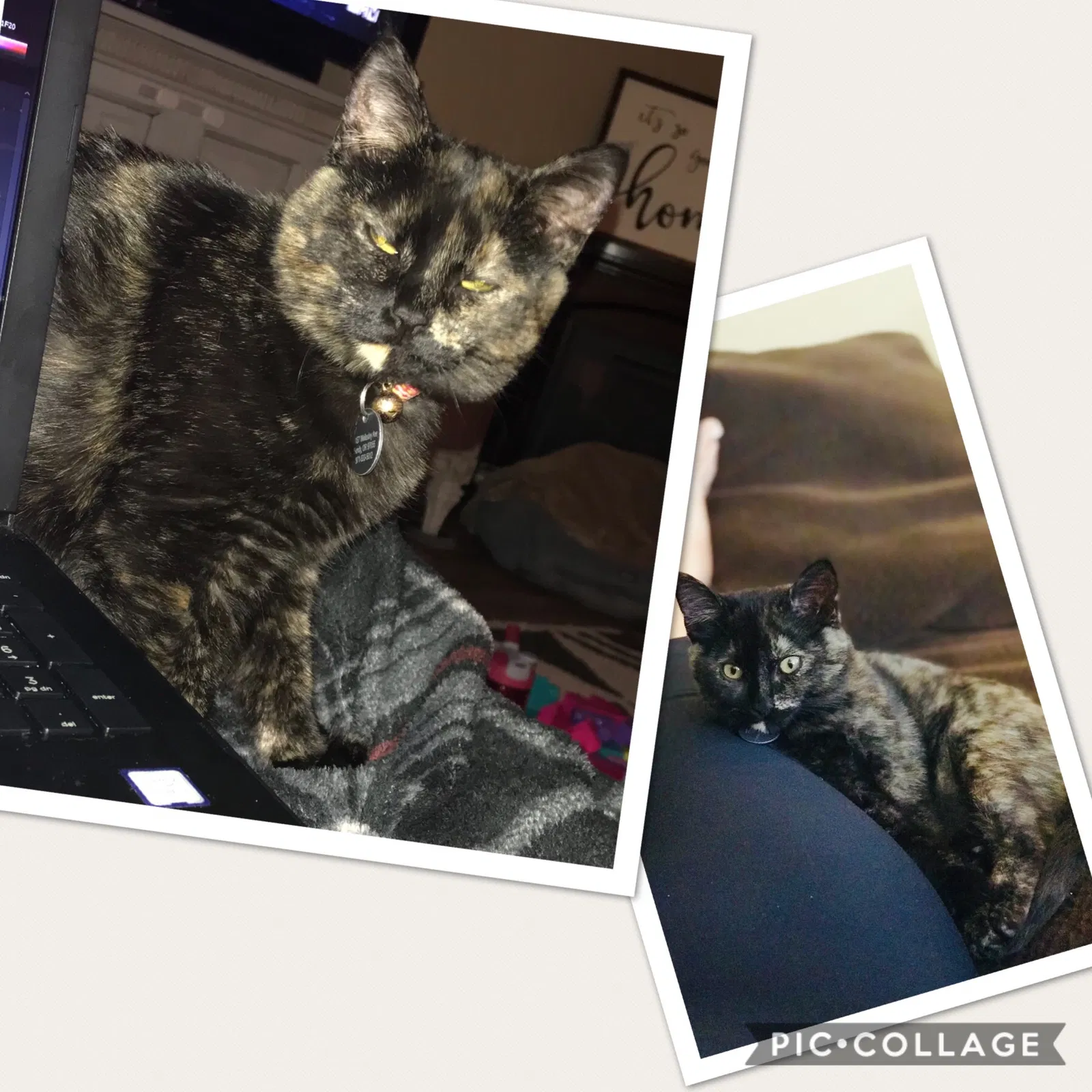 Lost cat in Sandy, OR, 97055