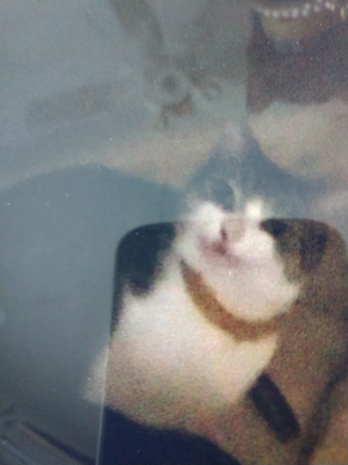 Lost cat in Spring Hill, FL, 34608