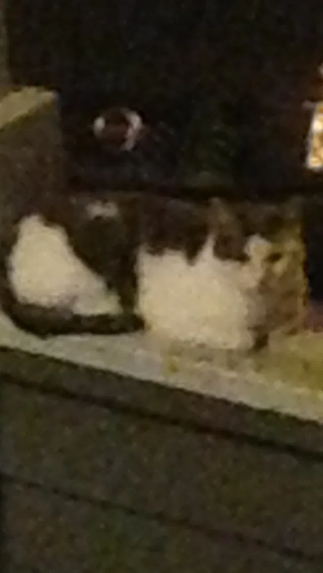Lost cat in Fredericksburg, VA, 22407