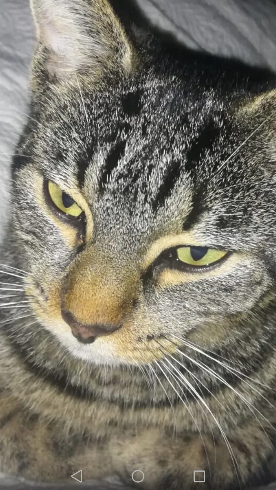 Lost cat in Henrico, VA, 23233