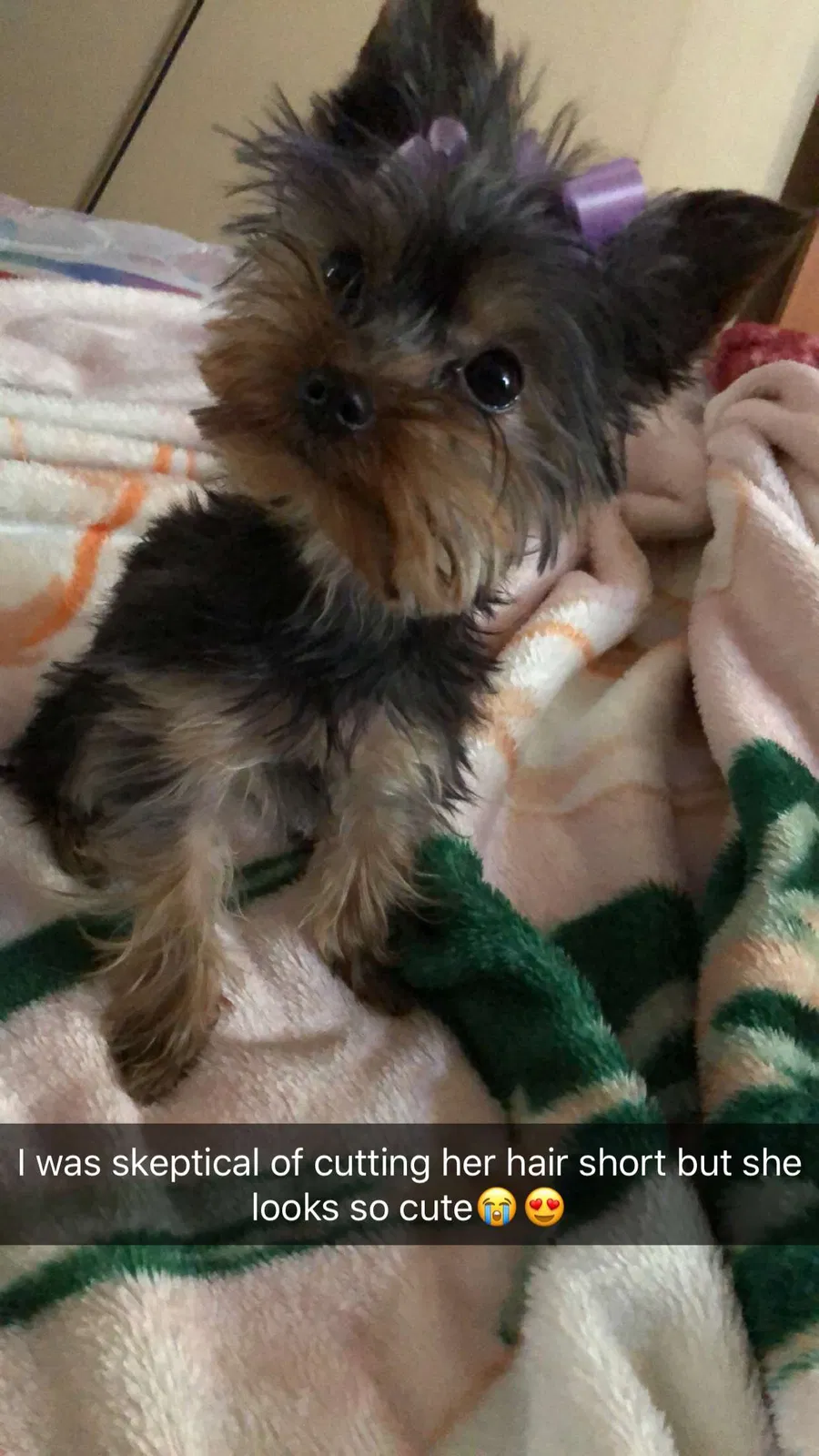 Lost dog in Sunland Park, NM, 88063