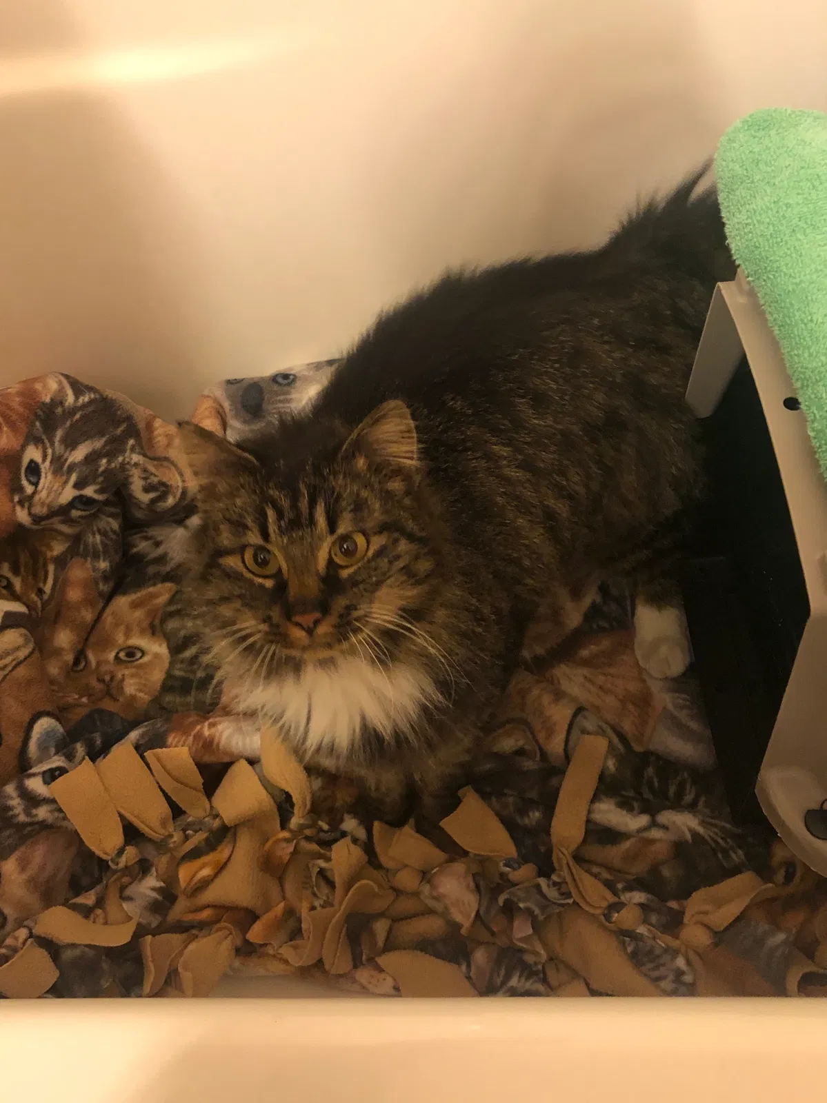 Found cat in Morgantown, PA, 19543