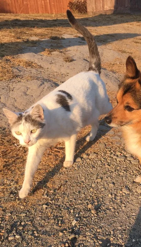 Lost cat in El Sobrante, CA, 94803