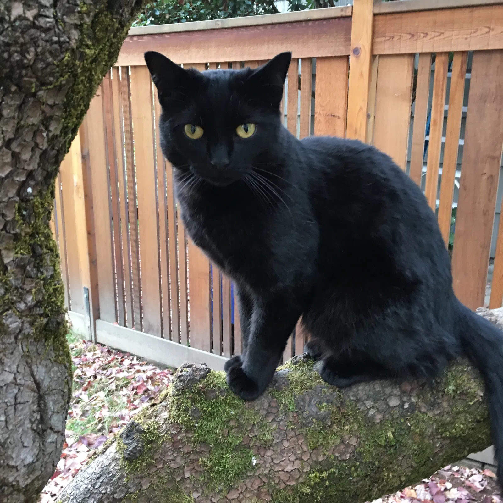 Lost cat in Portland, OR, 97212