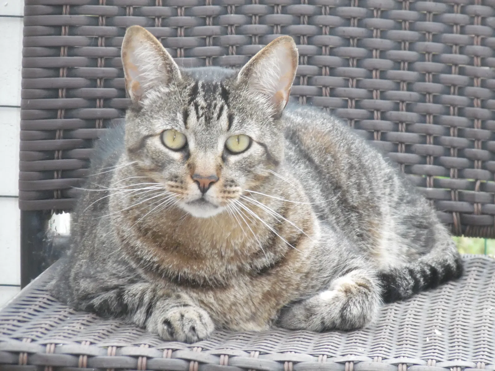 Lost cat in San Benito, TX, 78586