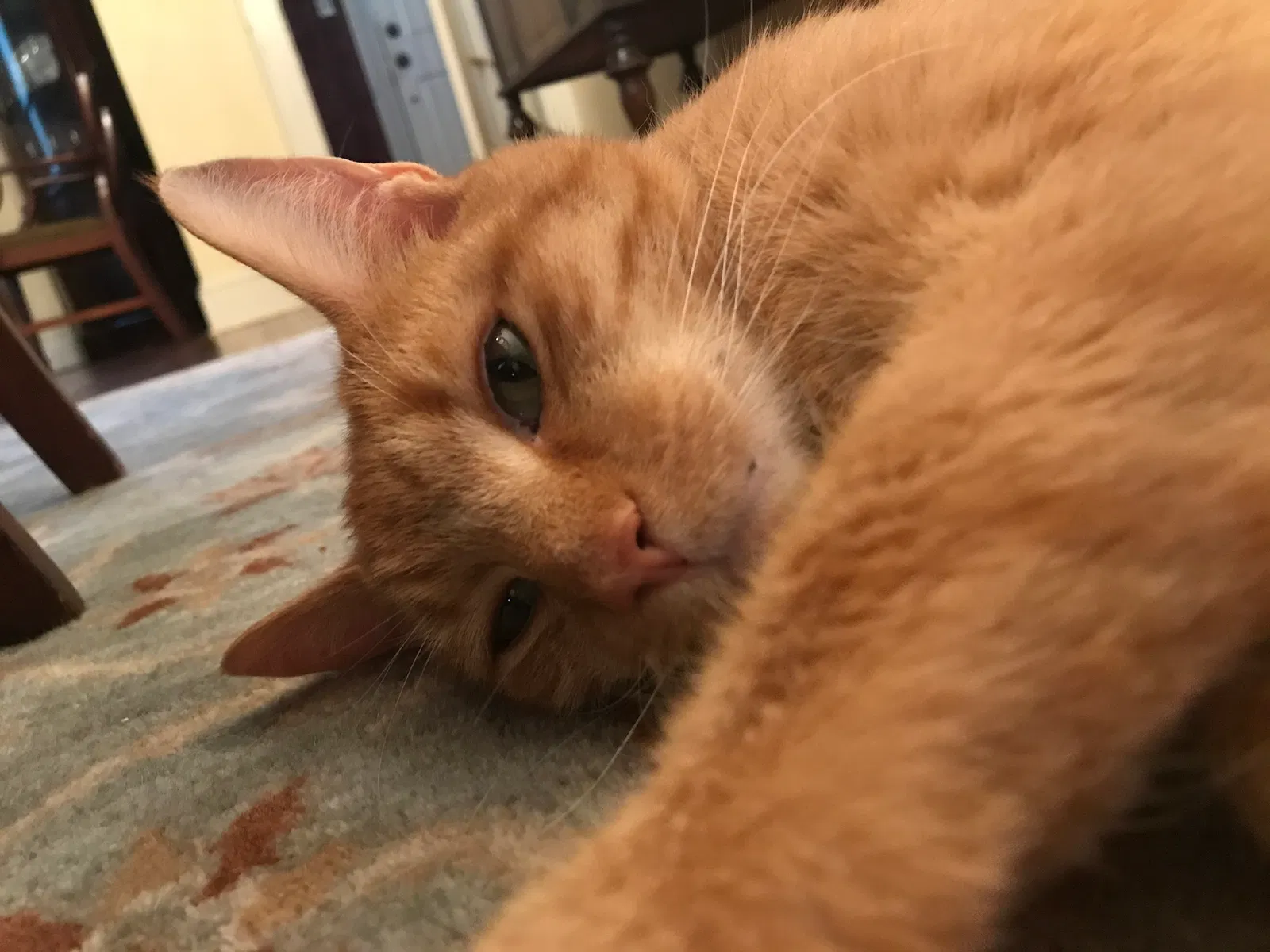 Lost cat in Riverhead, NY, 11901