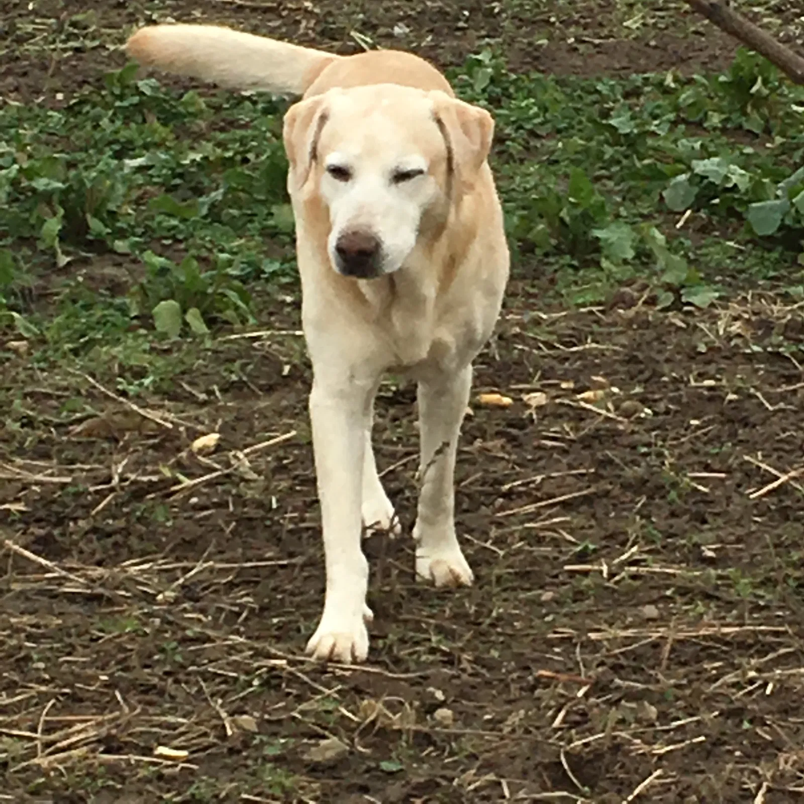 Lost dog in Argos, IN, 46501