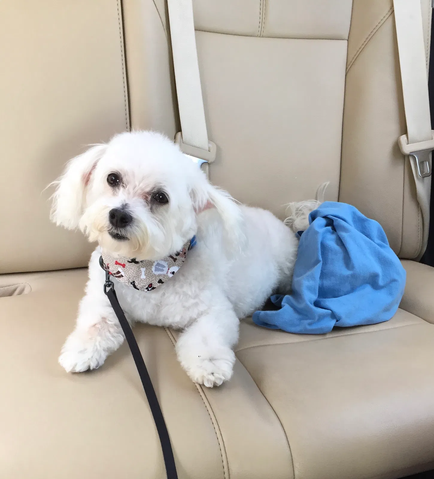 Lost dog in Miami, FL, 33167