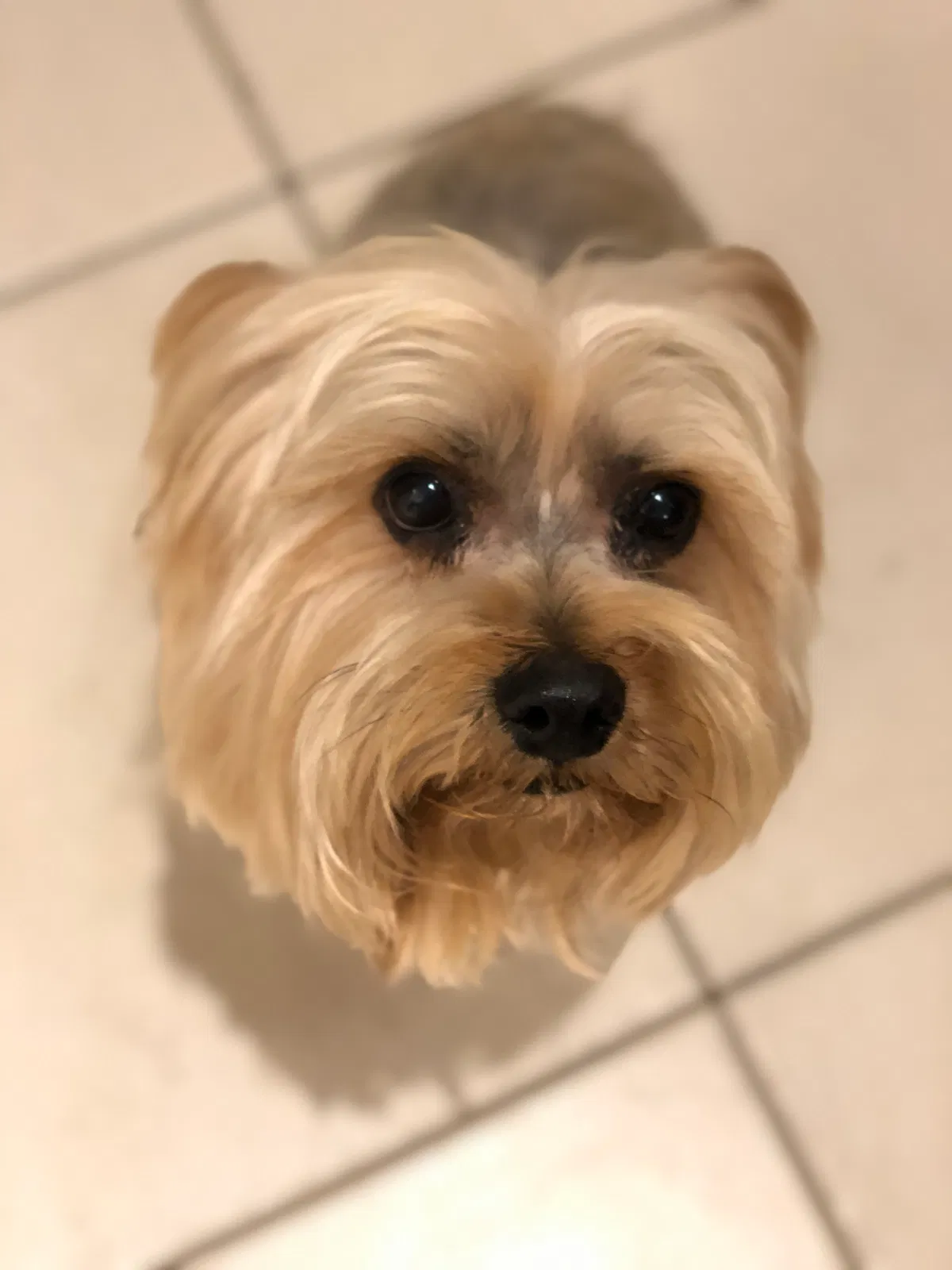 Lost dog in Miami, FL, 33165
