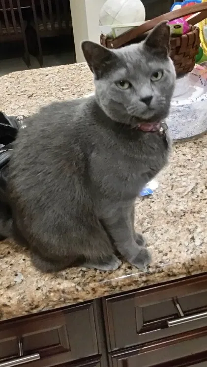 Lost cat in Pompano Beach, FL, 33076