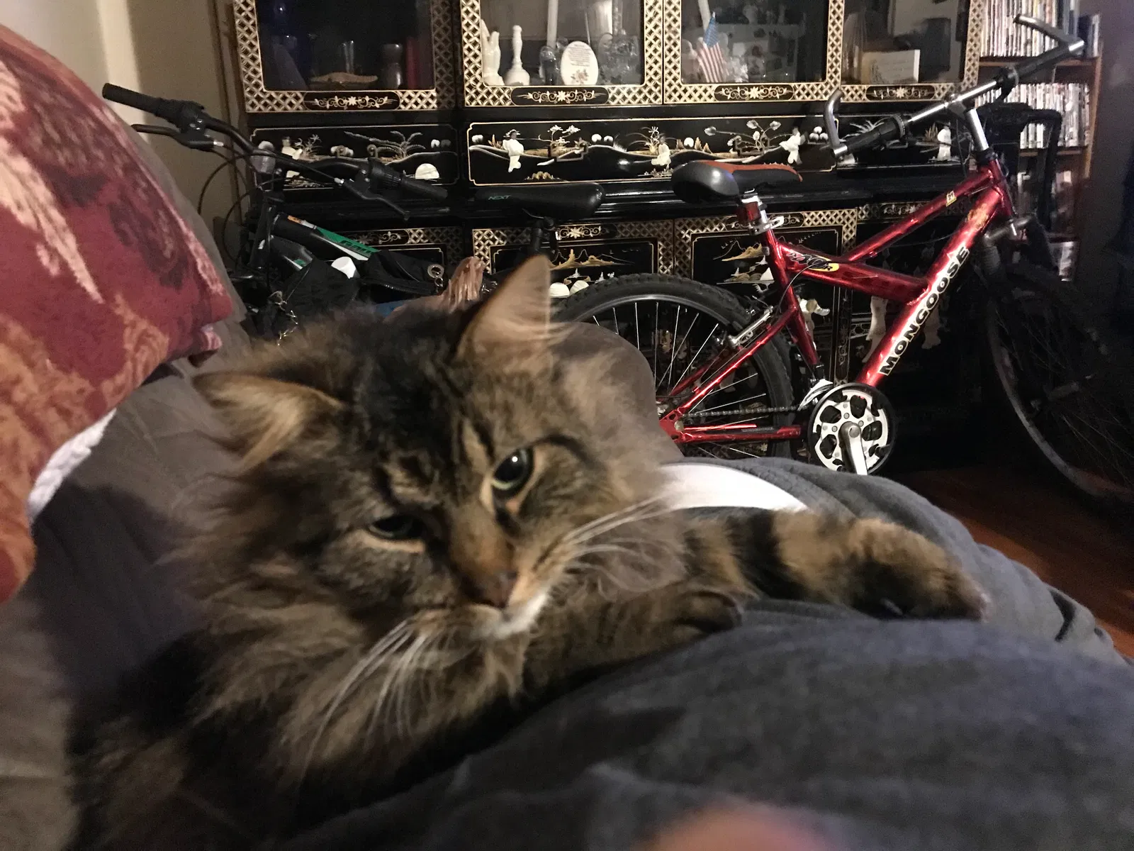 Lost cat in Swanton, OH, 43558