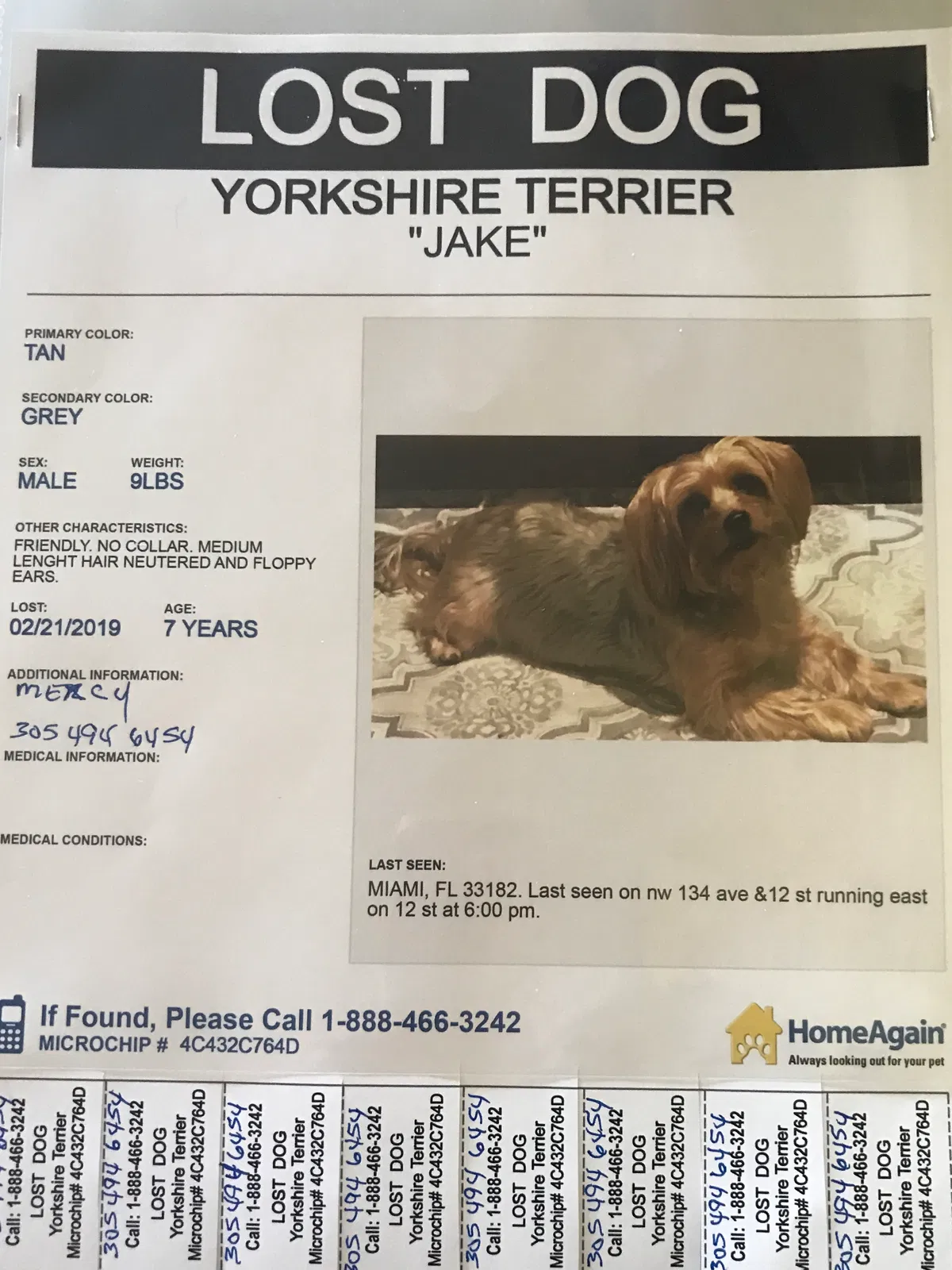 Lost dog in Miami, FL, 33182