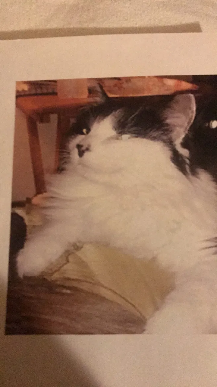 Lost cat in Toledo, OH, 43605
